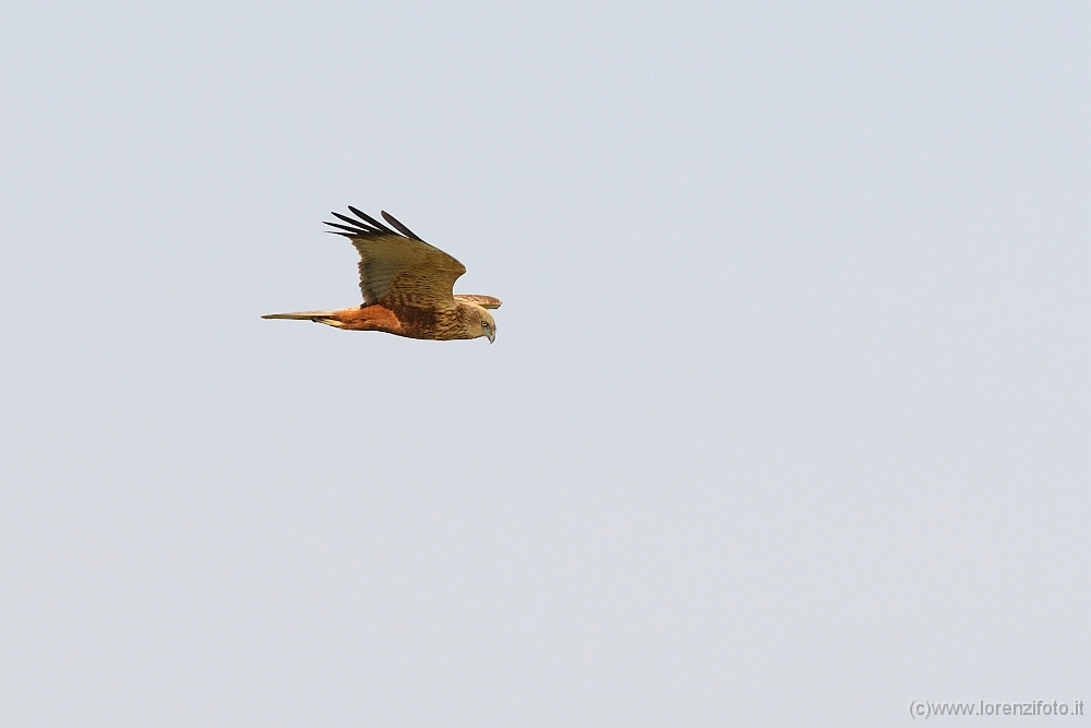 33000 Circus aeruginosus (Falco di palude).jpg
